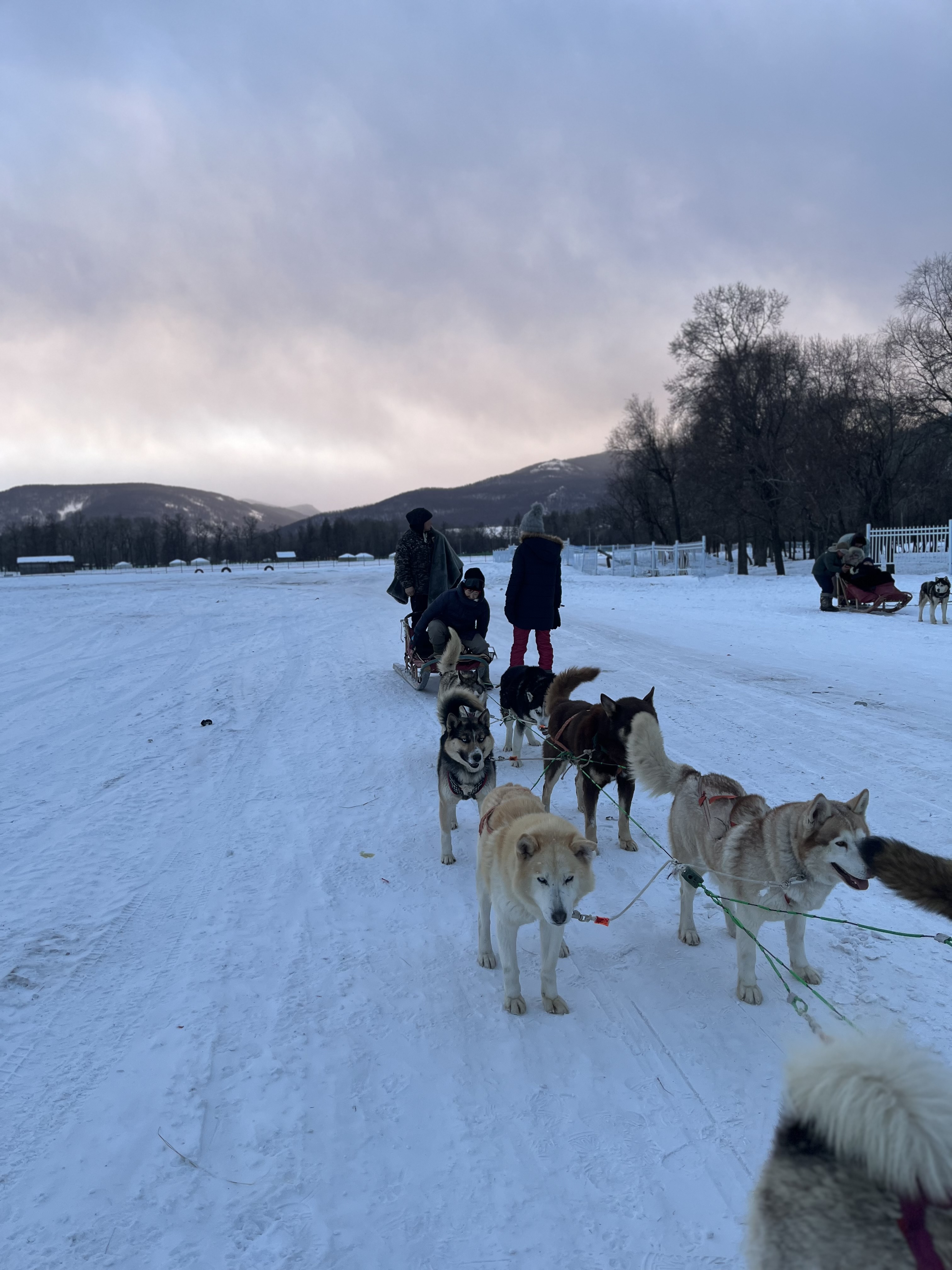 ❄️ Winter Dog Sledding, Horseback Riding & Traditional Ger Stay in Terelj (2 Days / 1 Night)